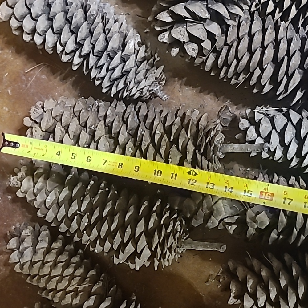 🪩 DISCO DEALS 1 Gigantic pinecone!  XXL, HUGE, MASSIVE, Very Big - Picture 8 of 11